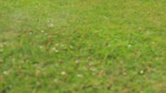 an umbrella sitting on top of a lush green field