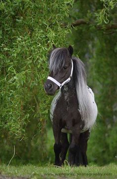 a black and white horse standing under a tree