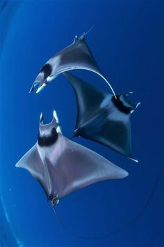 two stingfishs are swimming in the blue water