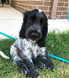 a black and white dog laying on top of grass next to a blue water hose