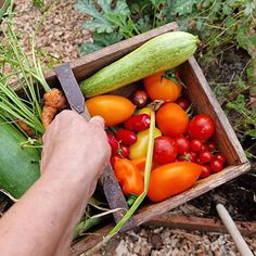 a person holding a box filled with lots of different types of vegetables