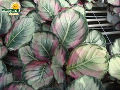 purple and green leaves are growing on the outside of a greenhouse planter, in front of a metal grate