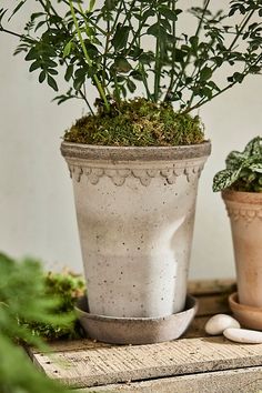 two potted plants sitting next to each other