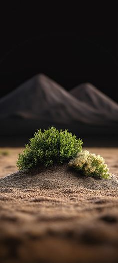 a small green bush sitting on top of a sandy beach