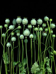 some very pretty flowers with green stems