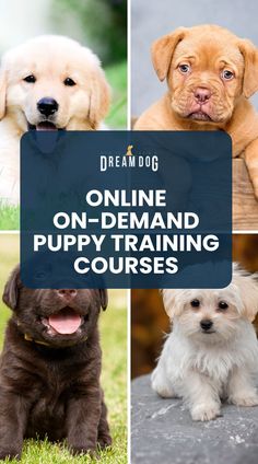 four different puppies are shown with the words online on - demand puppy training courses