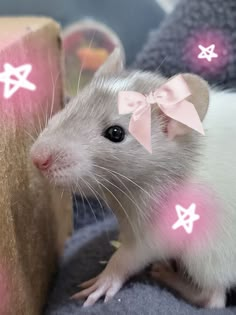 a white rat with pink bows on it's head sitting next to a pillow