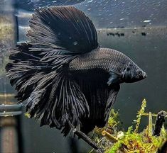 a black siamese fish swimming in an aquarium