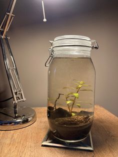 a glass jar filled with water and plants sitting on top of a wooden table next to a lamp