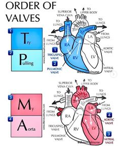 an image of the heart and its major valves in order to describe what it is