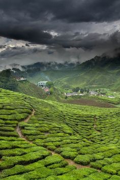 a lush green field covered in lots of bushes under a dark sky with storm clouds