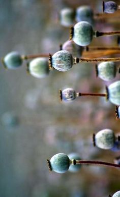 Poppy Heads, Poppy Seed Pods, Hearts Everywhere, Poppy Pods, Dry Leaf, Poppy Seeds, Seed Pods, Flower Images, Nature Design