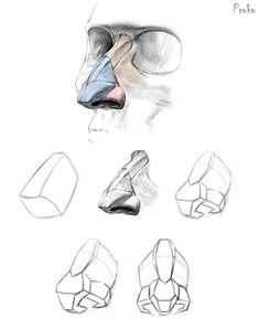 a drawing of different shapes and sizes of shoes