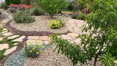 a garden with rocks and plants in it