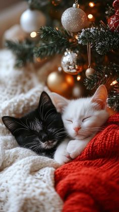 two cats sleeping next to each other under a christmas tree