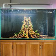 a fish tank filled with water and plants in front of a wooden cabinetd wall