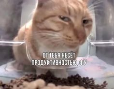 an orange cat sitting on top of a table next to some coffee beans and cookies