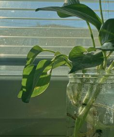 a plant in a glass jar on a window sill