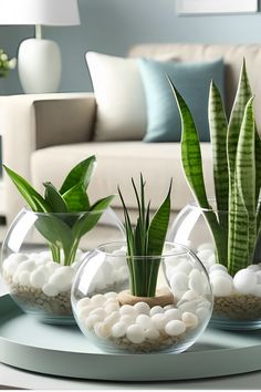 three glass bowls with rocks and plants in them on a table next to a couch