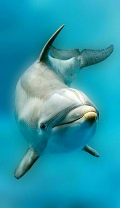 a dolphin swimming in the ocean with its mouth open