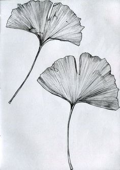 two large leaves are shown in black and white, one is drawn with pencil on paper