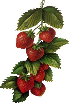 a bunch of strawberries hanging from a branch with green leaves and berries on it