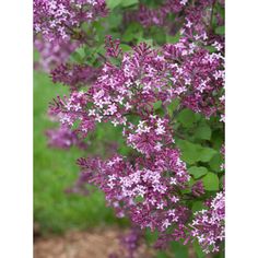 purple flowers are blooming in the garden