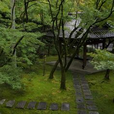 a path in the middle of a lush green forest with steps leading up to it