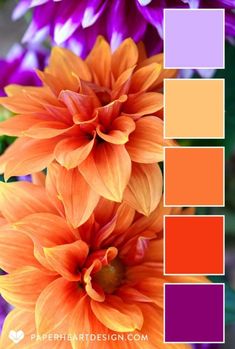 an orange and purple color scheme with flowers