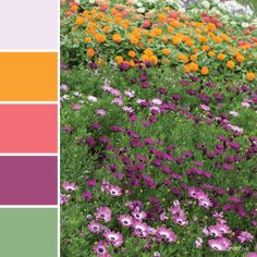 the color scheme for this garden is bright and colorful, with lots of flowers in it