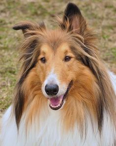 a brown and white dog laying on top of a grass covered field