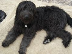 a black dog laying on top of a white rug next to another black dog with it's eyes closed