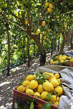 several baskets filled with lemons sitting on the ground next to each other in front of trees