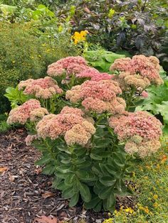 some very pretty flowers in a big garden