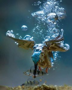 an underwater view of a fish with its wings spread out and it's head above the water