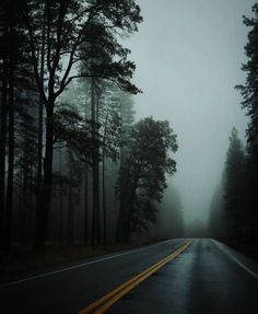 an empty road surrounded by tall trees in the fog