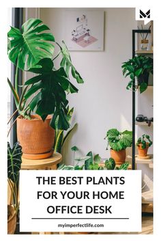 the best plants for your home office desk