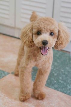 a small brown dog standing on top of a tile floor