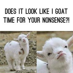 two pictures of goats with caption that reads, does it look like i goat time for your nonsense?