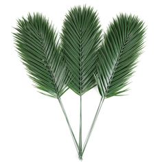 three green palm leaves on a white background