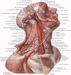 an image of the head and neck with blood vessels