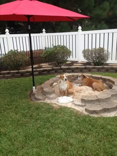 two dogs are sitting in an outdoor fire pit near a red umbrella and white picket fence