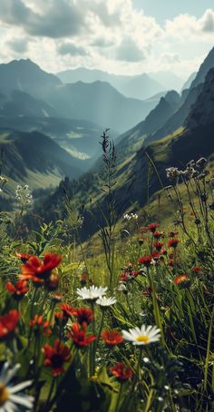 wildflowers and daisies in the foreground with mountains in the background