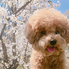 a brown dog standing in front of a tree with white flowers