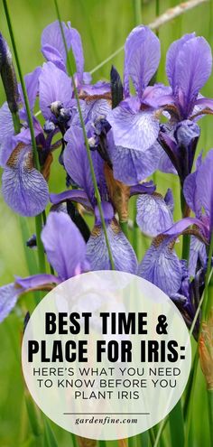 purple flowers with the words best time and place for iris here's what you need to know before you plant iris