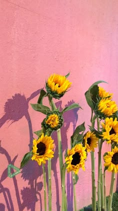 three vases with sunflowers are in front of a pink wall and shadow