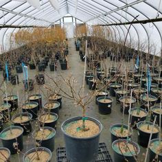 many potted plants in the middle of a greenhouse