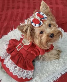 a small dog wearing a red and white dress