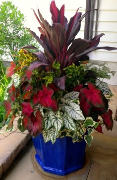 a potted plant with red and green leaves on the outside of a house window sill