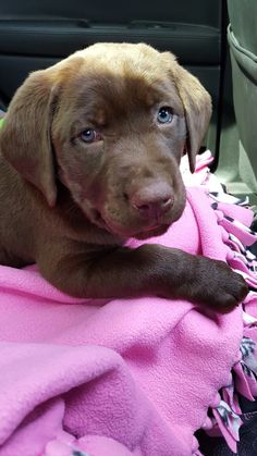 a brown dog laying on top of a pink blanket in the back seat of a car